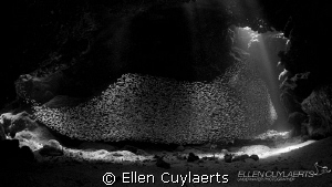 'The elements'
Silversides at Devil's Grotto by Ellen Cuylaerts 